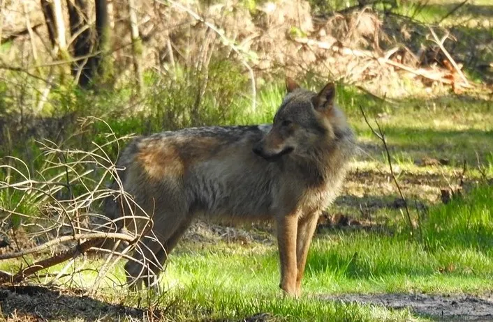 Foto van Bram de wolf